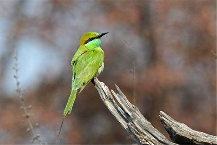 Green Bee-eater (Peter Johnson)