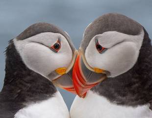 Northumberland & the Farne Islands (Wildlife Photography Tour)