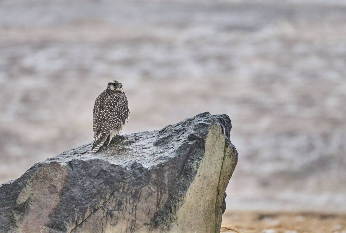 Gyrfalcon, Iceland