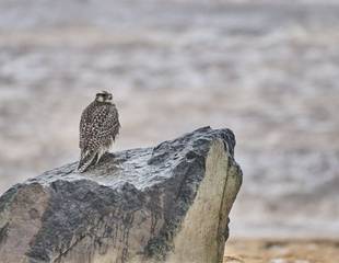 Iceland - Gyrfalcons & the Northern Lights