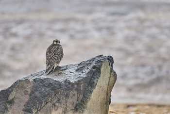 Gyrfalcon, Iceland