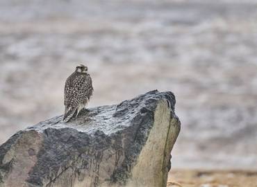 Iceland - Gyrfalcons & the Northern Lights