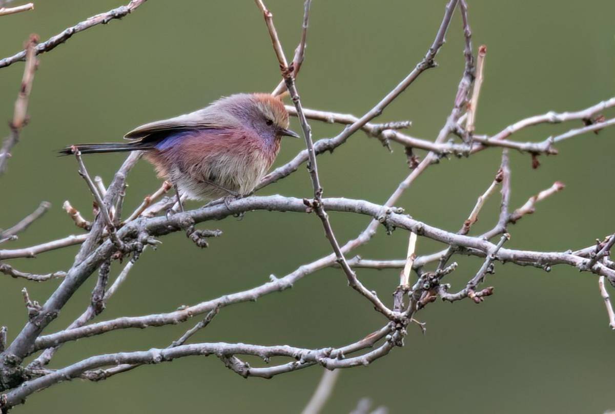 White-browed Tit-warbler © Chris Griffin, May 2025
