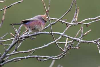 White-browed Tit-warbler © Chris Griffin, May 2025