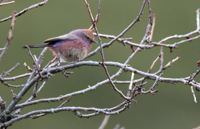 White-browed Tit-warbler © Chris Griffin, May 2025