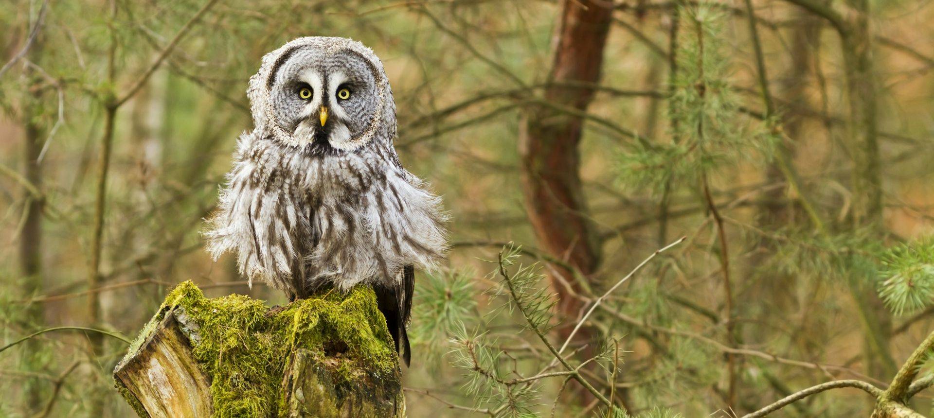 Great Grey Owl Shutterstock 76186777