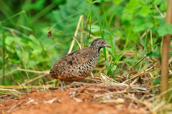 Barred Buttonquail