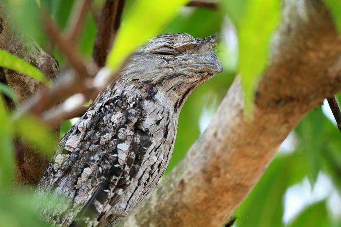 Tawny Frogmouth