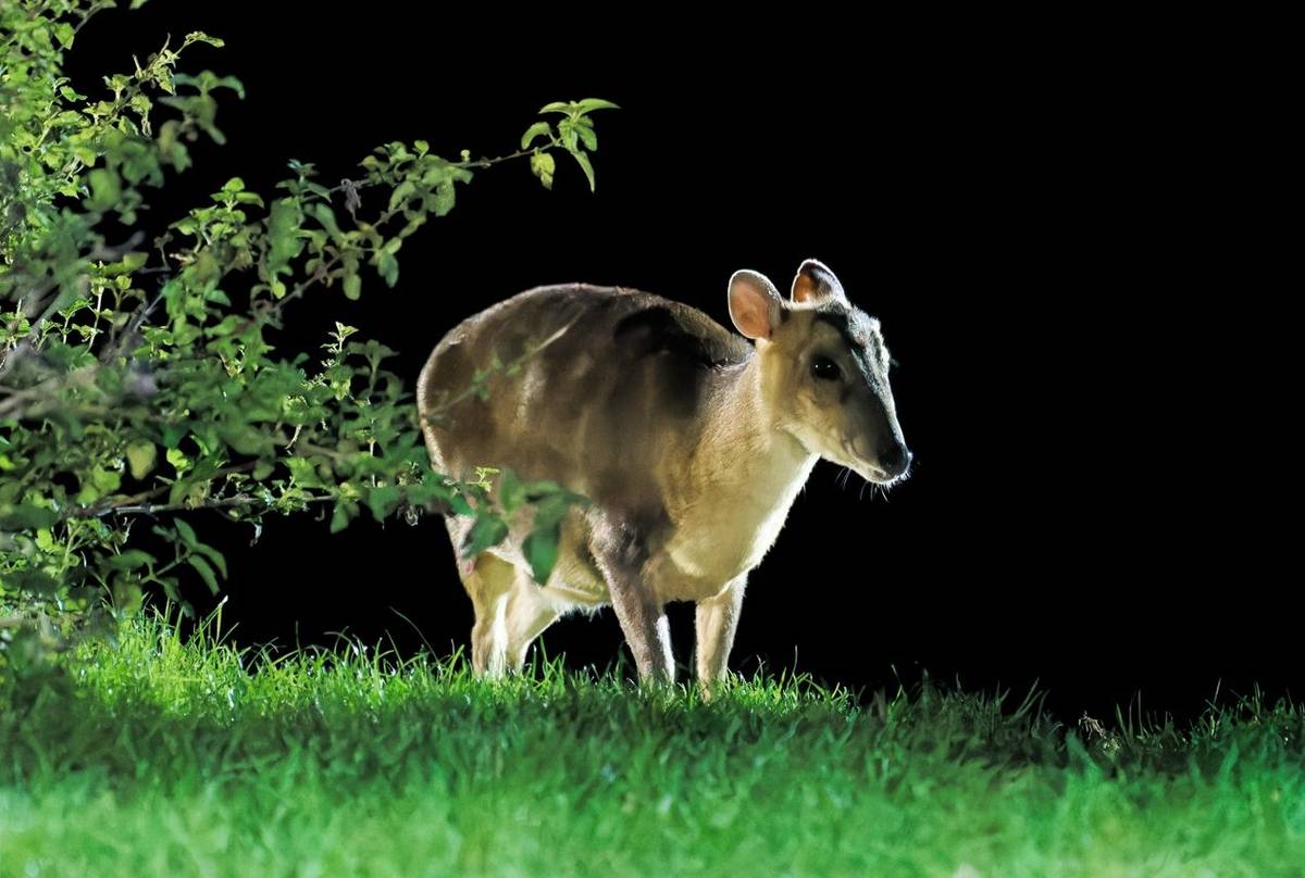 Muntjac Deer (Alan & Anne Smith - 2022 tour).jpg