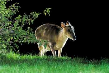 Muntjac Deer (Alan & Anne Smith - 2022 tour).jpg