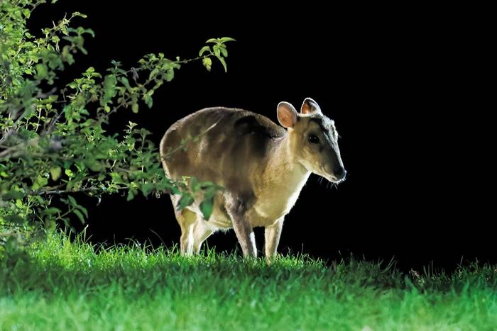 Muntjac Deer (Alan & Anne Smith - 2022 tour).jpg