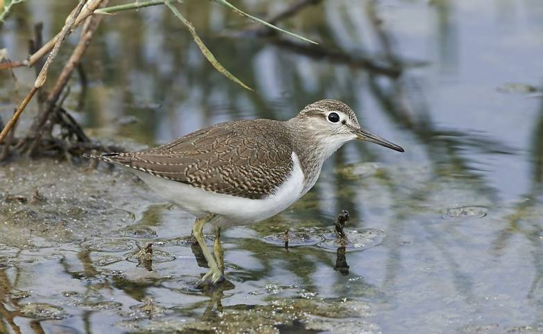 Common sandpiper looking for food in its habitat
