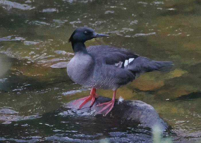 Brazilian Merganser (Andy Foster)