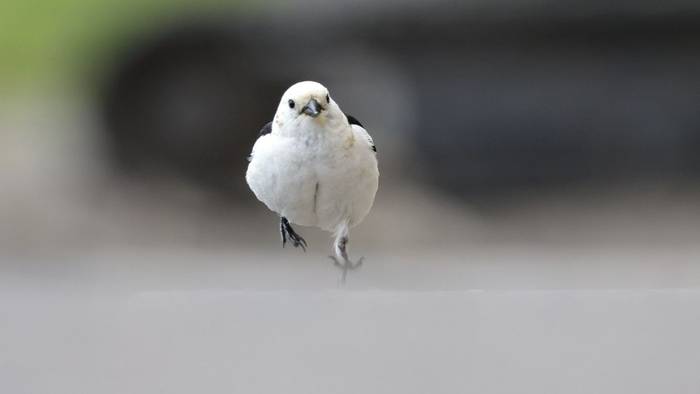 Snow Bunting (Dave Jackson)