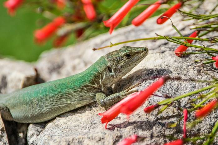 Sicilian Wall Lizard