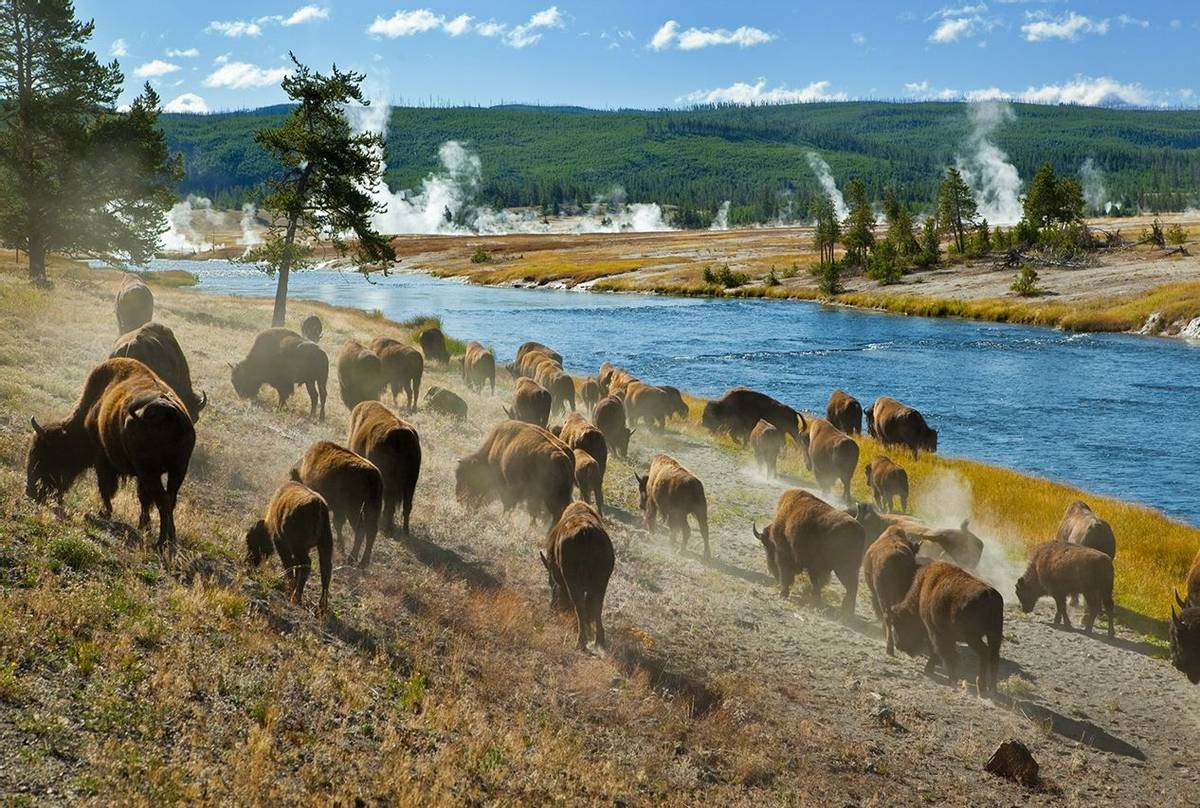 Bison, Yellowstone, USA Shutterstock 47311708