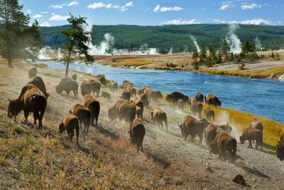 American Bison Image