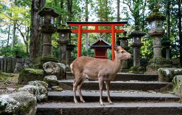 rf_as_browndeer_nara_japan_01_2025_rgb.jpg