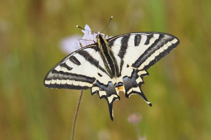 Southern Swallowtail © Robert Godden, April 2022