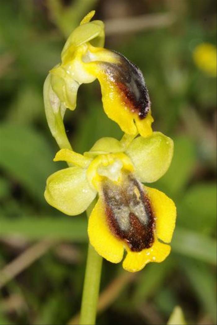Ophrys phryganae (Andrew Cleave)
