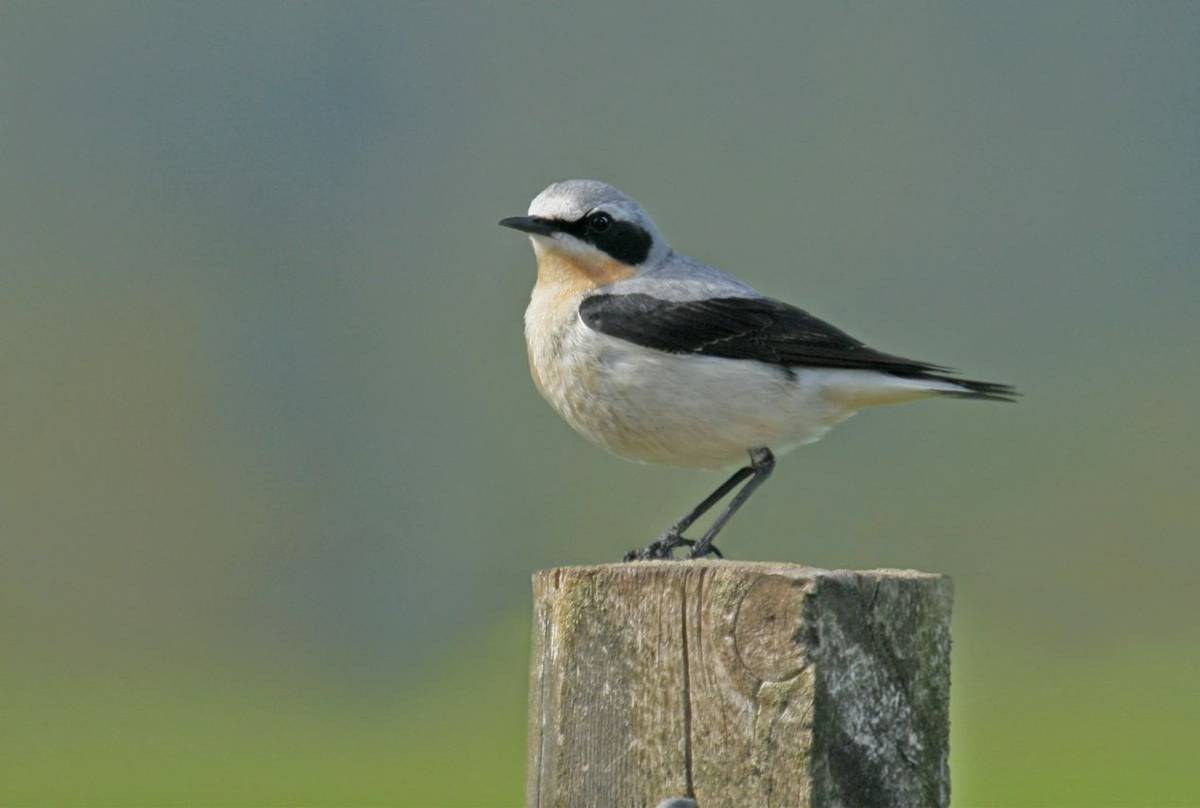 Northern-Wheatear,-UK-shutterstock_34437100.jpg