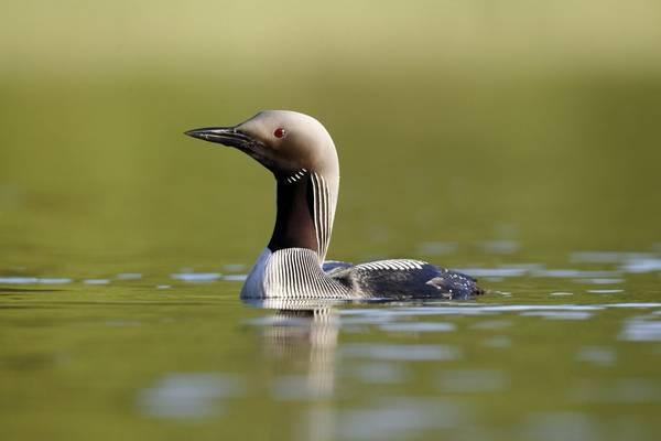 Black Throated Diver. Shutterstock 107733887