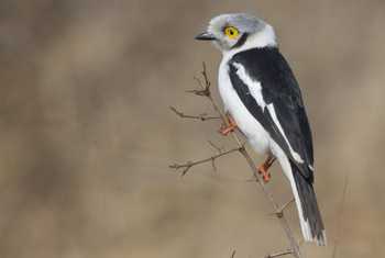 Zambia. White Helmet-shrike. shutterstock.jpg