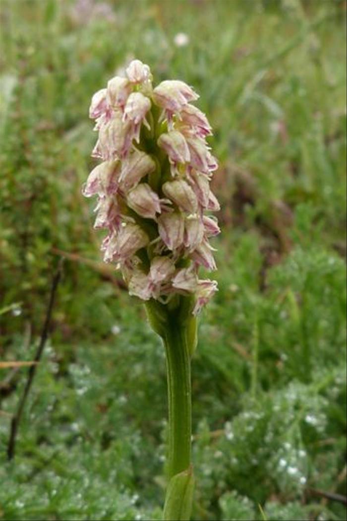Neotinea maculata, Dense-flowered Orchid, St Paul de Fenouillet