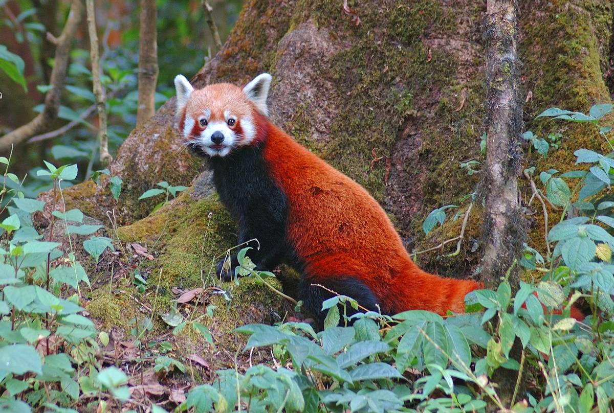 Red-Panda,-Singalila-National-Park,-India-shutterstock_687411847.jpg