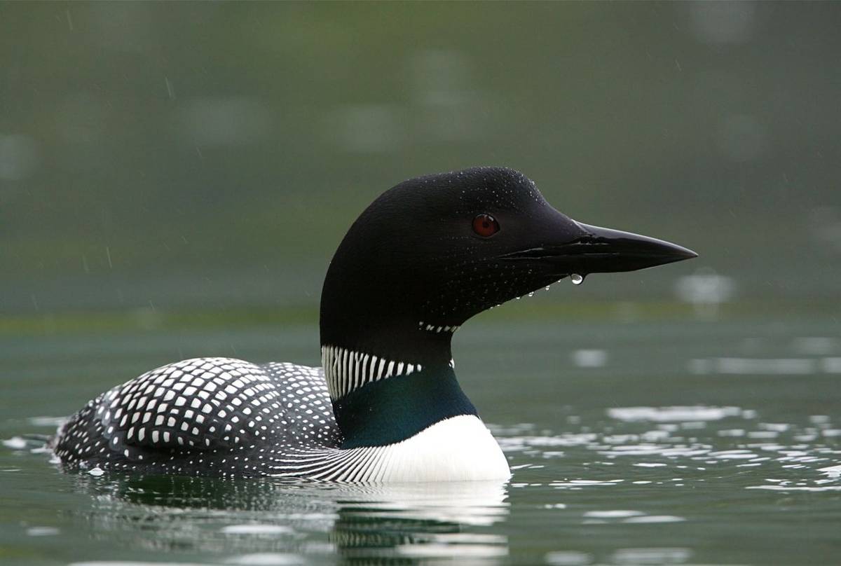 Great Northern Diver, Iceland, shutterstock_148474976.jpg