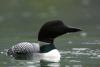 Great Northern Diver, Iceland, shutterstock_148474976.jpg