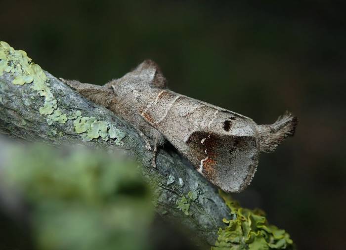 listed Scarce Chocolate-tip (Clostera anachoreta)