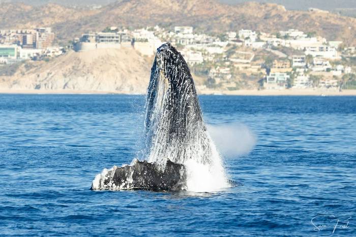 Humpback Whale (Sara Frost) (8).jpg
