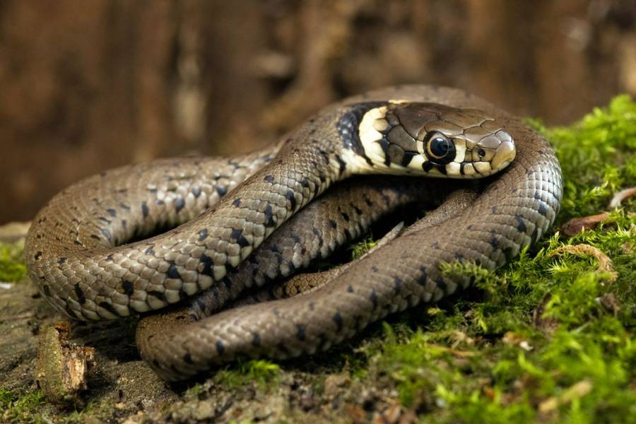 Grass Snake Image