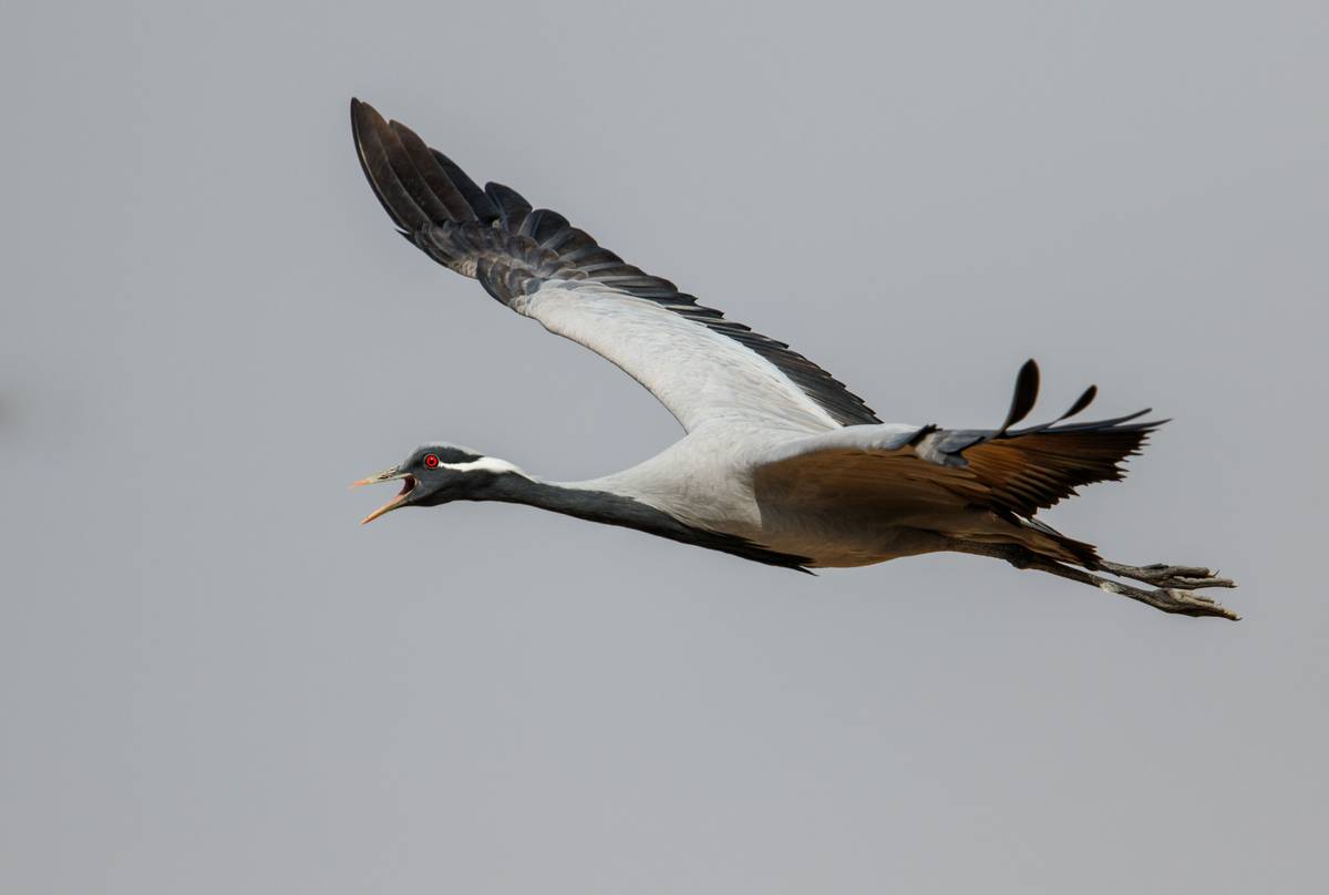 Demoiselle Crane shutterstock_1455283169.jpg