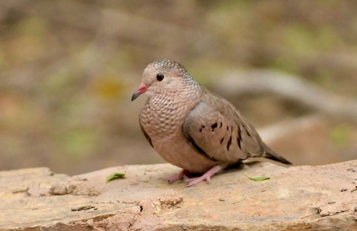 Common Ground-dove.jpg