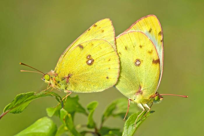 Clouded Yellows