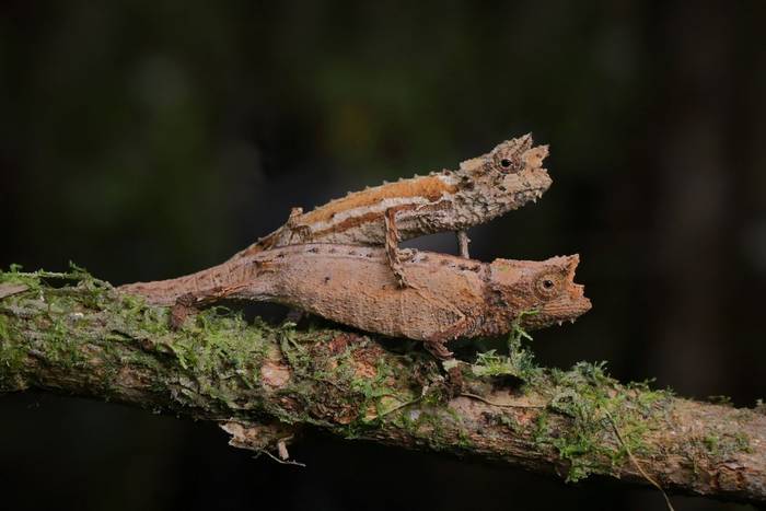 Domergue's Leaf Chameleon (Brookesia thieli) couple © Bobby and Laura Bok, March 2026
