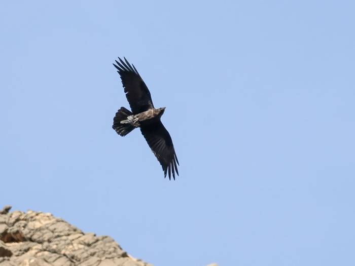 Fan-tailed Raven © T. Laws, February 2024 tour