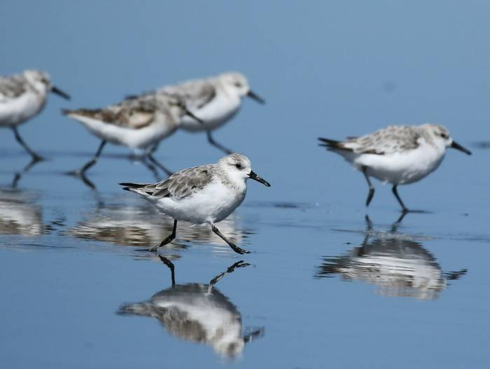 Sanderling shutterstock_1025006203.jpg