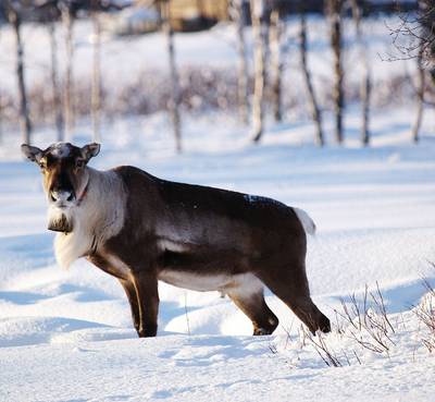 Holiday To Northern Lights Village Levi In Lapland