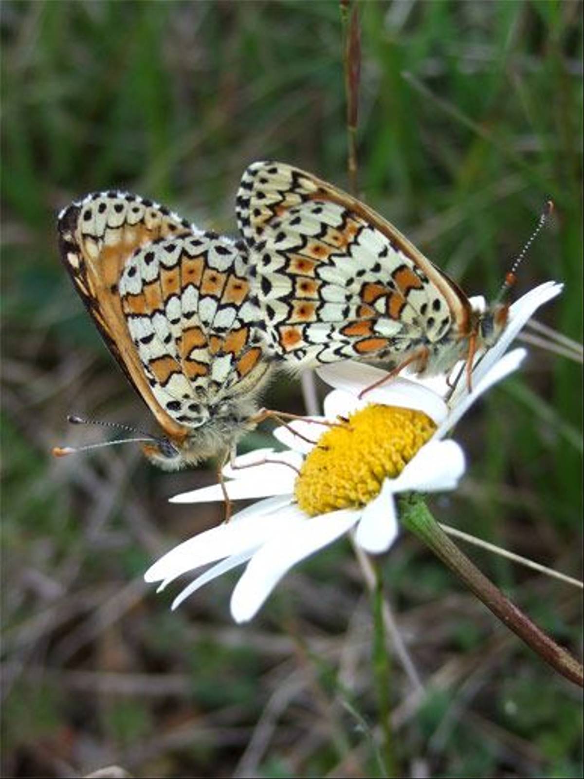 Glanville Fritillary butterflies (John and Jenny Willsher)
