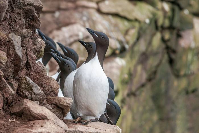 Brunnich's Guillemot shutterstock_1033995019.jpg