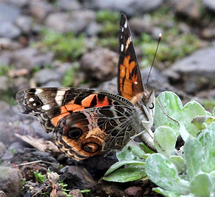 American Painted lady