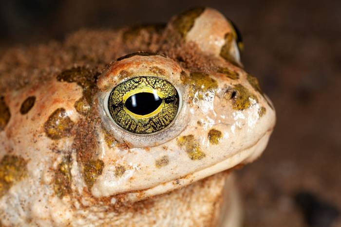 African Green Toad (Bufotes boulengeri) © Dan Lay