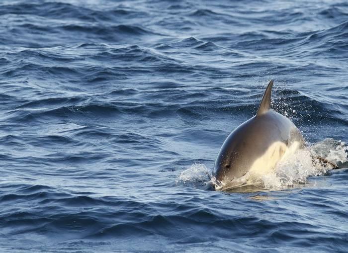 Common Dolphin (Matt Eade).jpg