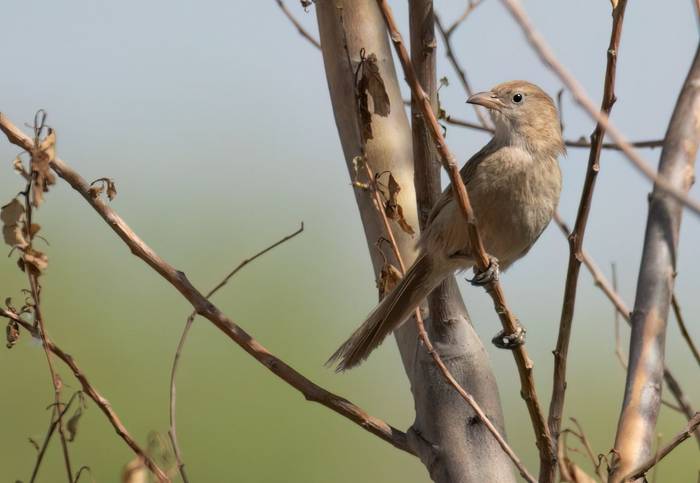 Iraq Babbler © Chris Griffin, May 2025 tour (36).jpg