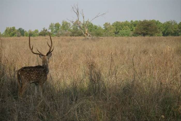Spotted Deer (David Raju)