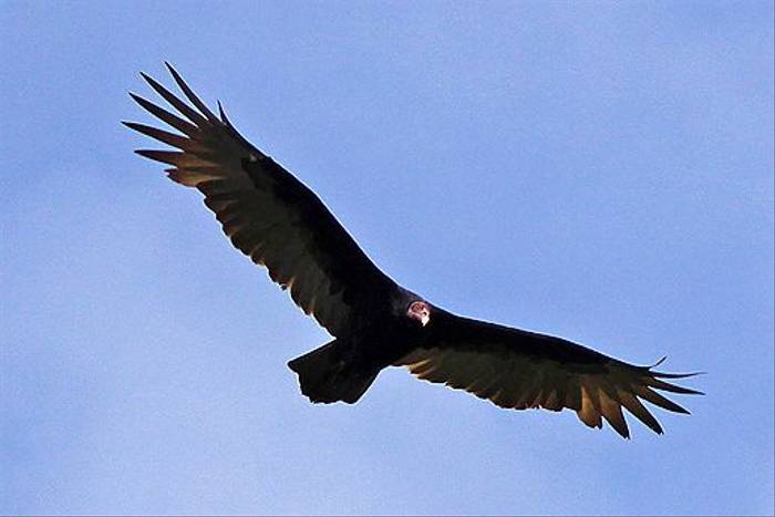 Turkey Vulture (Robert Davidson)