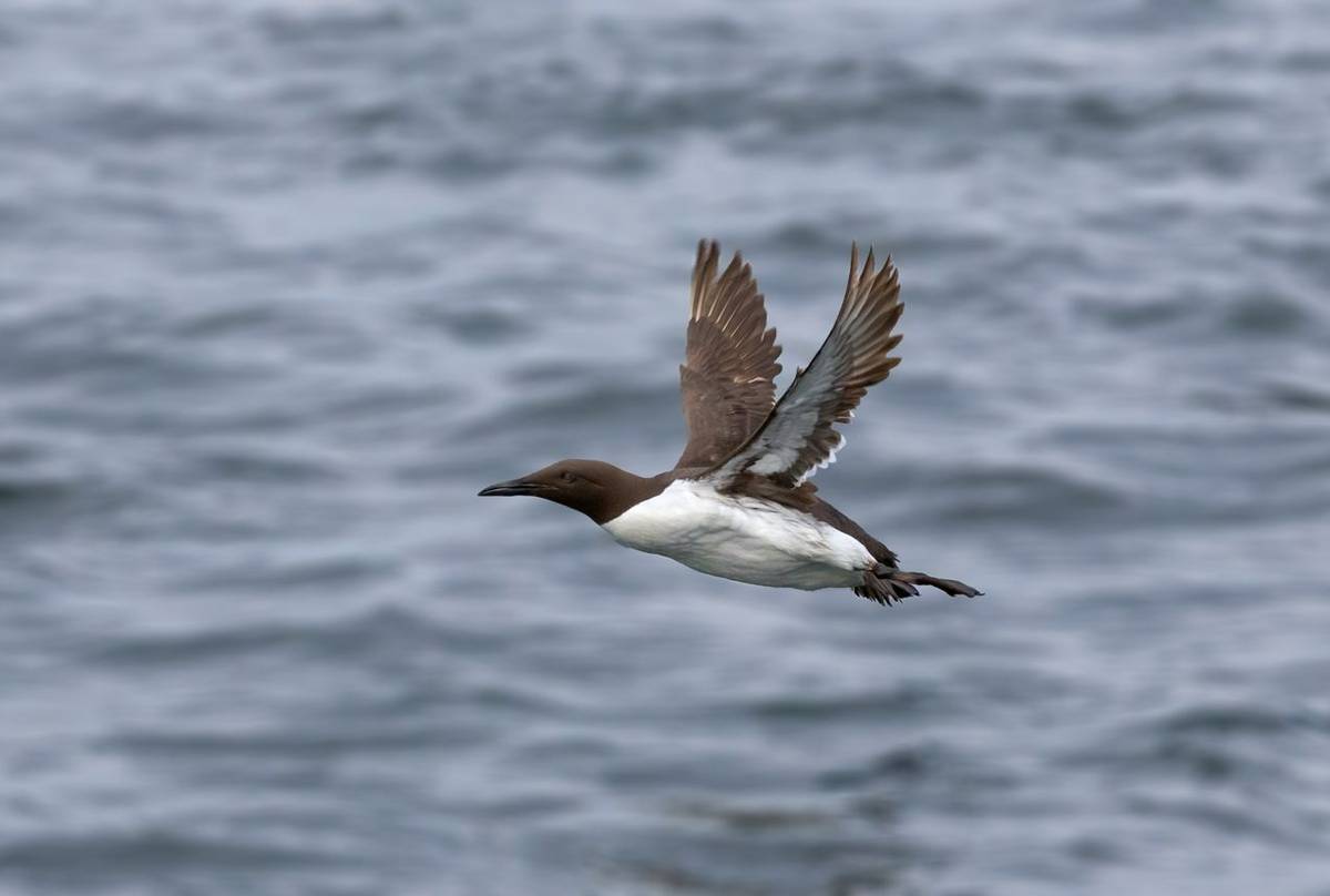 Guillemot shutterstock_1789958801.jpg